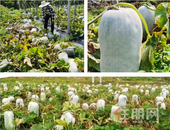  爱心助农 精准扶贫，南宁中海暖心上线！