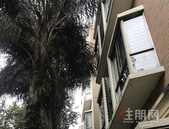 柳州国信凤起新都一业主很烦恼：树太茂密快要“住进”家里