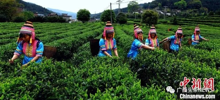 瑶族妇女在抢摘“春分茶”