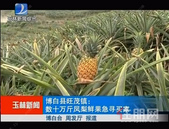 暖心！碧桂园公益爱心助农在行动