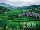 丽水800亩山地的水土空气“卖”了279万元