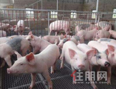 人人都爱“二师兄” 猪企市值直逼万科