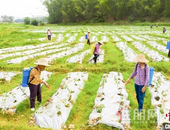 广西14地市**征地补偿标准出炉，平均上调了1353元/亩！玉林标准是...