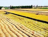 未征收也没有上报！全州一块5亩多的集体土地竟被出让