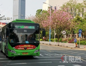 有意见快提！柳州这8条公交线路将要调整