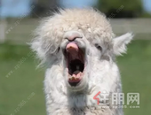 圣世东林府丨哇~听说桂平城南惊现草泥马神兽,好多人都想和它合影!