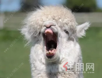 圣世东林府丨哇~听说桂平城南惊现草泥马神兽,好多人都想和它合影!