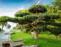 鑫炎·桃花源丨徽派院子江南梦，穿梭千年臻筑美好生活