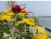 春天到了，相约华盈·壹品江山滨江外滩踏青赏花~