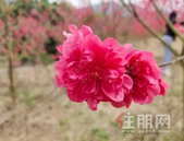 圣世阳光丨桂平也有桃花林了！你们不去看看吗？