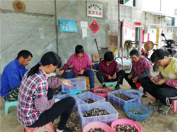 ▲龙光定向扶持的菌菇种植基地