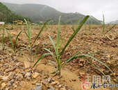 占地约3000亩！灵山这里将打造成全国的糖料蔗现代科技生产基地