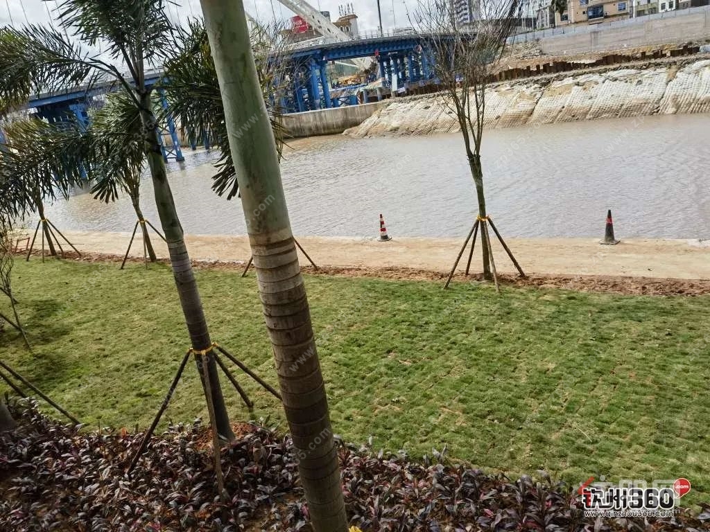 钦江一桥绿化