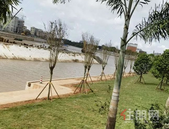 钦江一桥下游河岸焕新颜，网友直击绿化工程进展