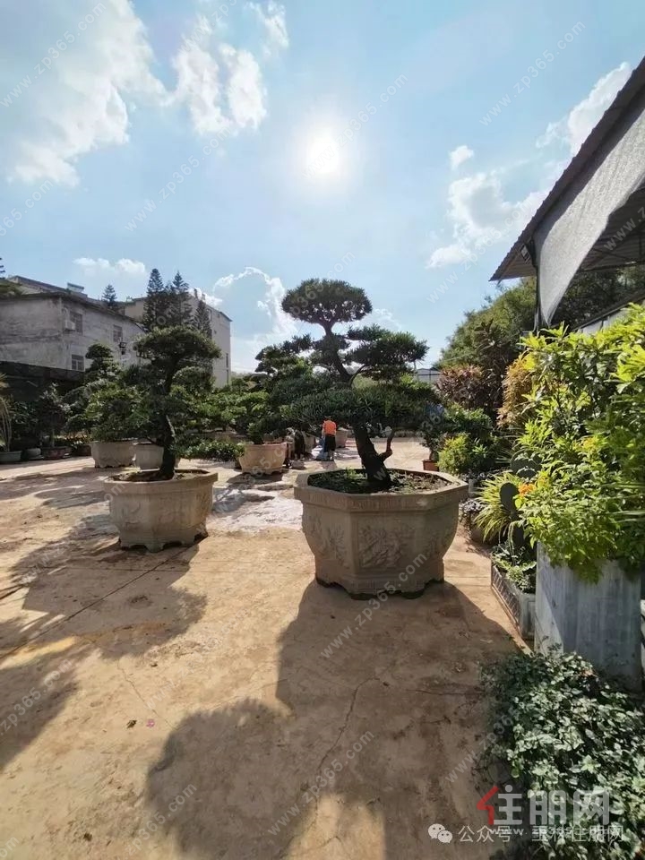 江南花市7
