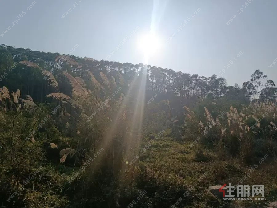 现场图