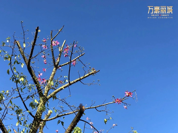 万豪丽城社区实景图