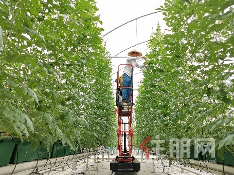 碧桂园智慧种植基地