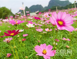 还记得那片花海吗？盛夏即将换上新配色