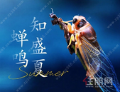 贵港辰光 | 七月家书 蝉鸣 知盛夏