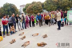 开年好运 赢战鸡年 科瑞·江韵本周套活鸡邀您参加