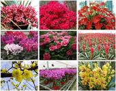 江南万达花展即将惊艳开启 这个**一起来万达看“春色”