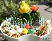 爱上桂林恒大广场 爱上多肉植物DIY