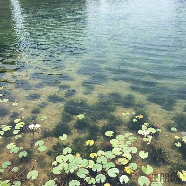 花样年麓湖国际社区水系统