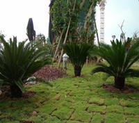 南兴·盛世江南