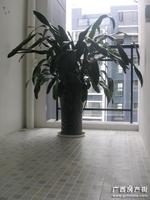 D3样板房（室内花园）