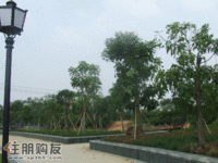 实景图