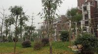 公园大地3月27实景
